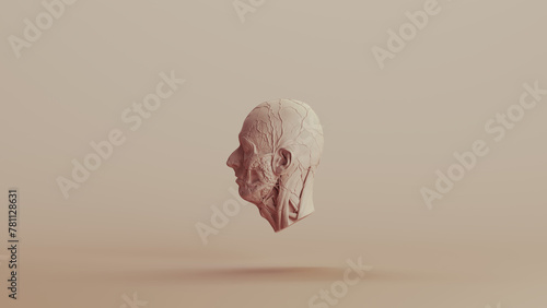 Ecorche study muscles without skin anatomical head neutral backgrounds soft tones beige brown left view 3d illustration render digital rendering