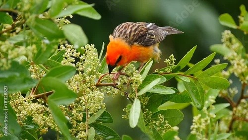 Vibrant orange bird eating small white flowers of tree