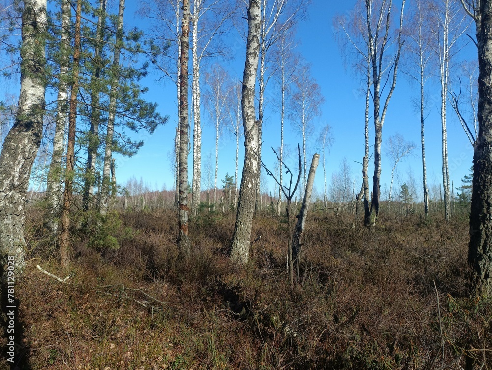 Rekyva forest during sunny early spring day. Pine and birch tree woodland. Blueberry bushes are growing in woods. Sunny day. Early spring season. Nature. Rekyvos miskas. Rekyva forest during sunny early spring day. Pine and birch tree woodland. Blueberry bushes are growing in woods. Sunny day. Early spring season. Nature. Rekyvos miskas.
