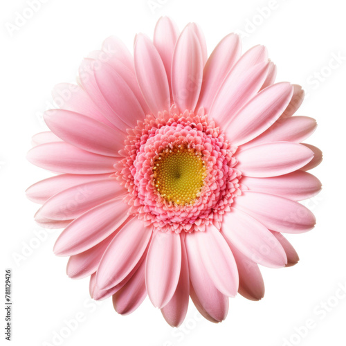 Pink gerbera flower isolated on white background