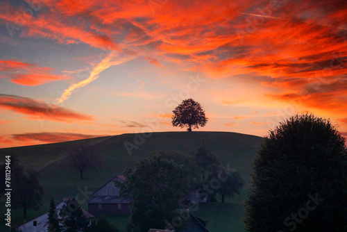 Picturesque scenic of sunrise over lonely tree on hill with herd of cow grazing grass in rural scene at Hirzel, Switzerland photo