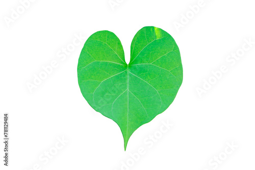 Green leaves resembling hearts separated against a white background. photo