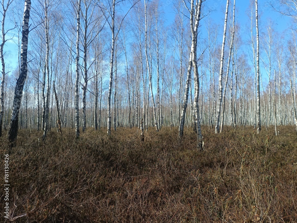 Rekyva forest during sunny early spring day. Pine and birch tree woodland. Blueberry bushes are growing in woods. Sunny day. Early spring season. Nature. Rekyvos miskas. Rekyva forest during sunny early spring day. Pine and birch tree woodland. Blueberry bushes are growing in woods. Sunny day. Early spring season. Nature. Rekyvos miskas.