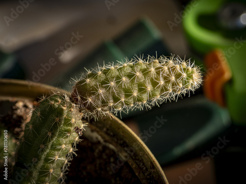 Macro di foglie e vegetali photo