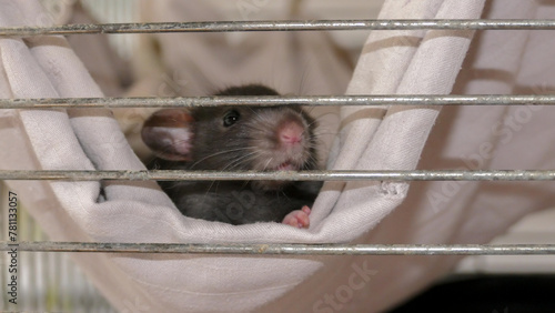 A domesticated laboratory rat as a pet in domestic conditions