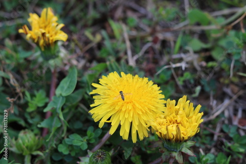 Yellow dandelion with tiny bee collecting nectar