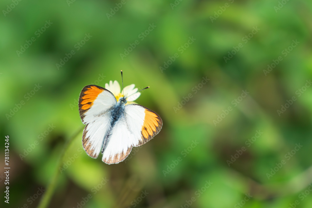 Plain Orange-Tip (Colotis aurora) Plain Orange-Tip (Colotis aurora)