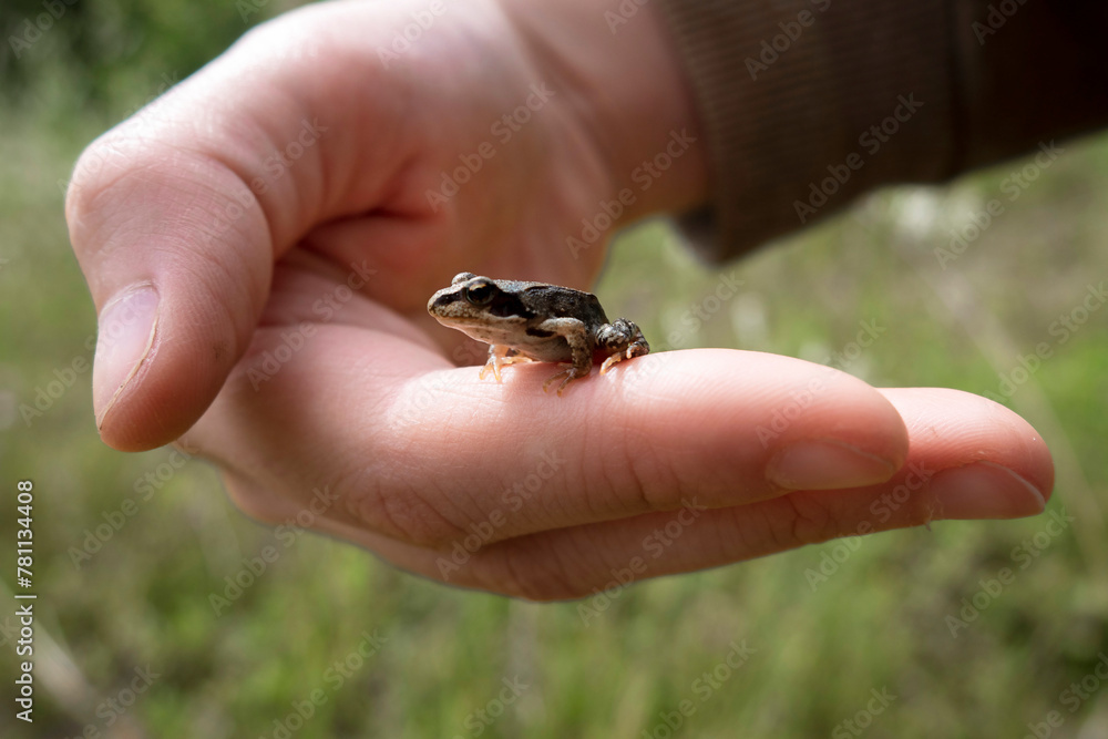 A small frog on a man's hand.