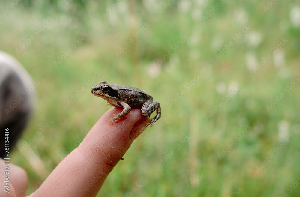 A small frog on a man's hand. A small frog on a man's hand.