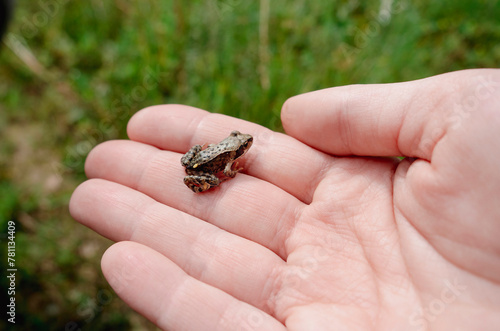 A small frog on a man's hand. © Наталья Майшева