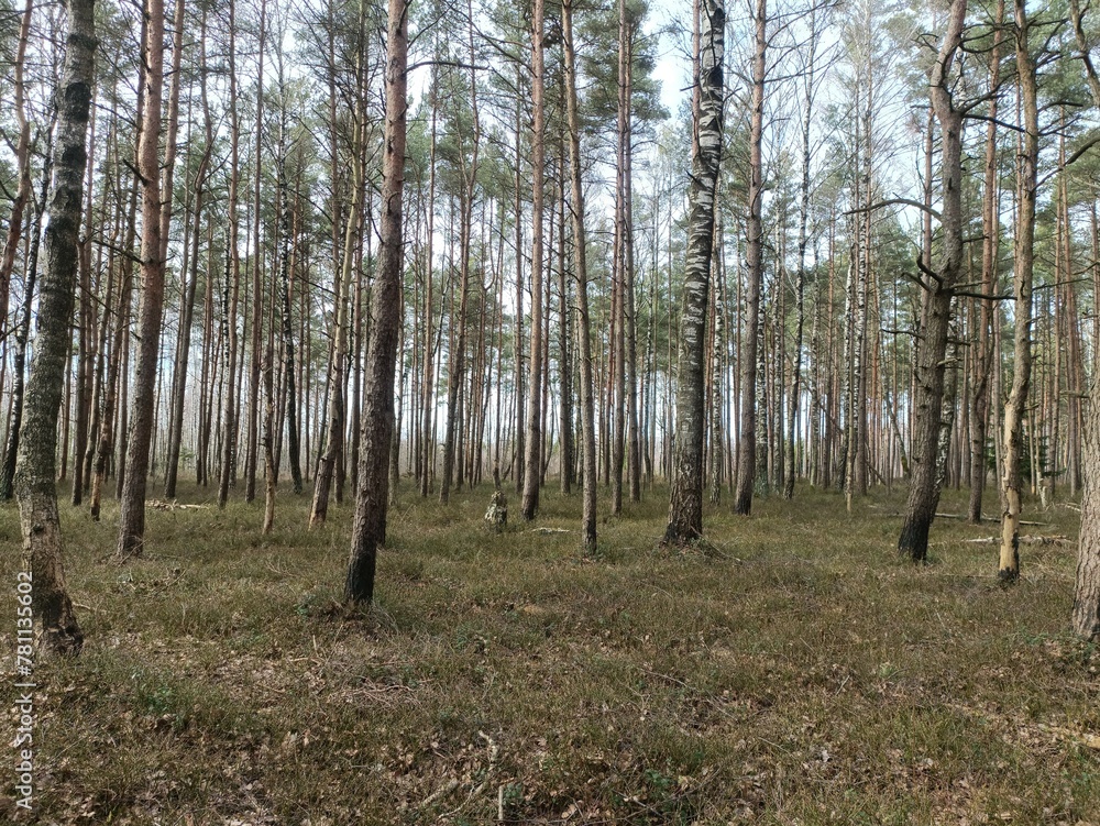 Rekyva forest during sunny early spring day. Pine and birch tree woodland. Blueberry bushes are growing in woods. Sunny day. Early spring season. Nature. Rekyvos miskas.