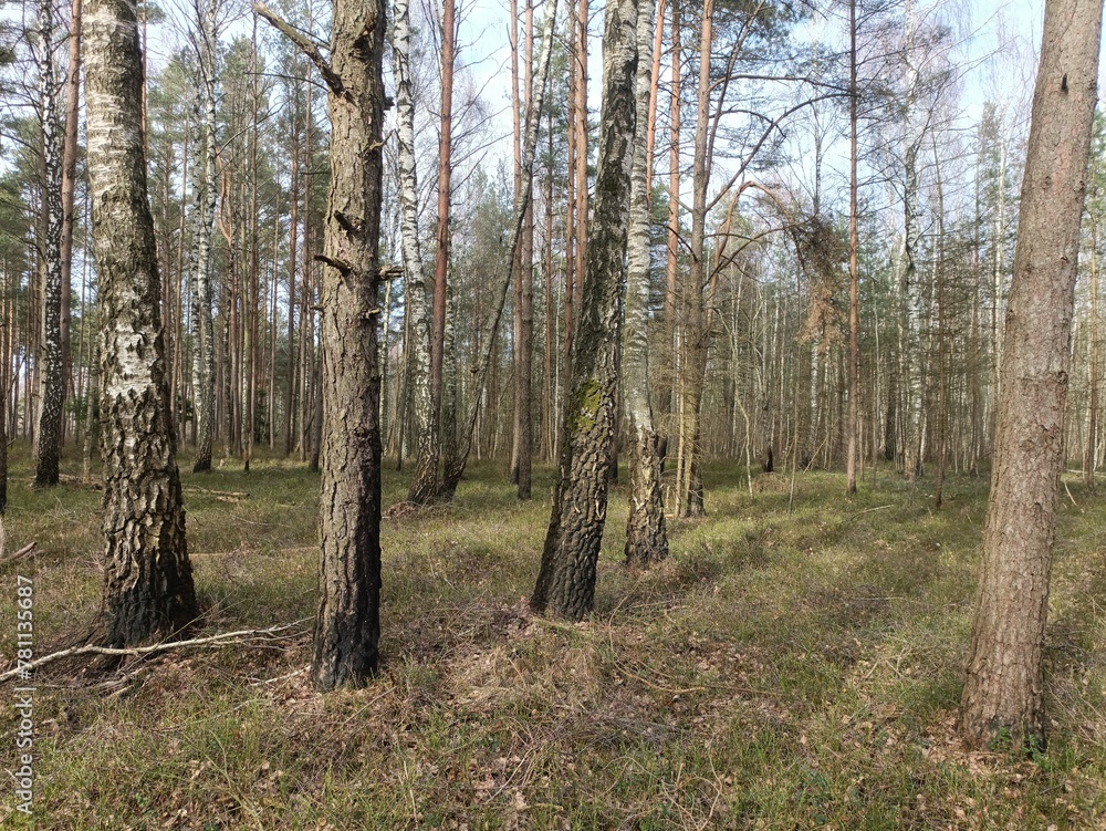 Rekyva forest during sunny early spring day. Pine and birch tree woodland. Blueberry bushes are growing in woods. Sunny day. Early spring season. Nature. Rekyvos miskas. Rekyva forest during sunny early spring day. Pine and birch tree woodland. Blueberry bushes are growing in woods. Sunny day. Early spring season. Nature. Rekyvos miskas.