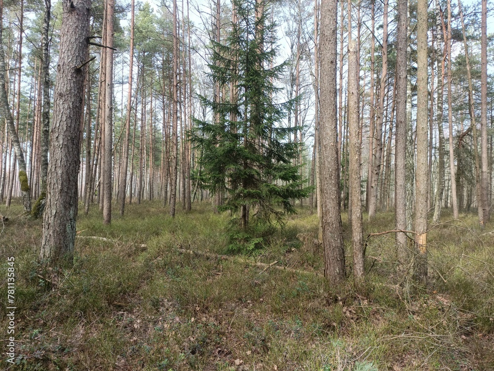 Rekyva forest during sunny early spring day. Pine and birch tree woodland. Blueberry bushes are growing in woods. Sunny day. Early spring season. Nature. Rekyvos miskas.