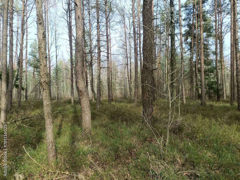 Rekyva forest during sunny early spring day. Pine and birch tree woodland. Blueberry bushes are growing in woods. Sunny day. Early spring season. Nature. Rekyvos miskas. Rekyva forest during sunny early spring day. Pine and birch tree woodland. Blueberry bushes are growing in woods. Sunny day. Early spring season. Nature. Rekyvos miskas.