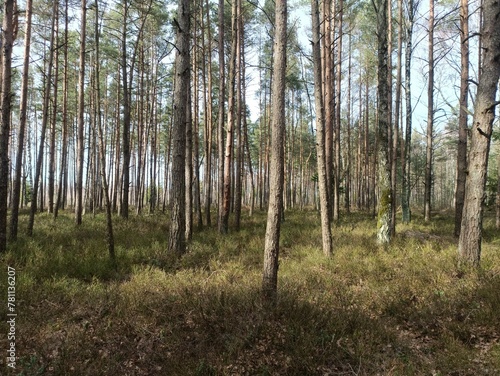 Rekyva forest during sunny early spring day. Pine and birch tree woodland. Blueberry bushes are growing in woods. Sunny day. Early spring season. Nature. Rekyvos miskas.