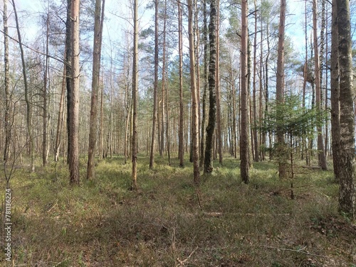 Rekyva forest during sunny early spring day. Pine and birch tree woodland. Blueberry bushes are growing in woods. Sunny day. Early spring season. Nature. Rekyvos miskas.