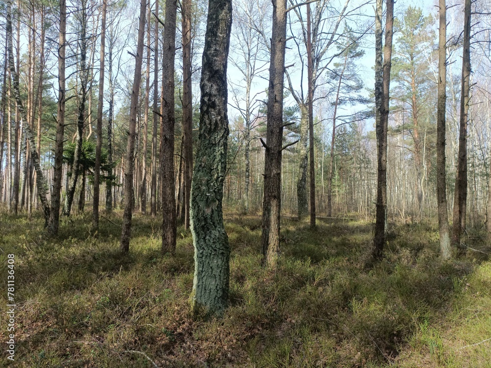 Rekyva forest during sunny early spring day. Pine and birch tree woodland. Blueberry bushes are growing in woods. Sunny day. Early spring season. Nature. Rekyvos miskas. - obrazy, fototapety, plakaty 