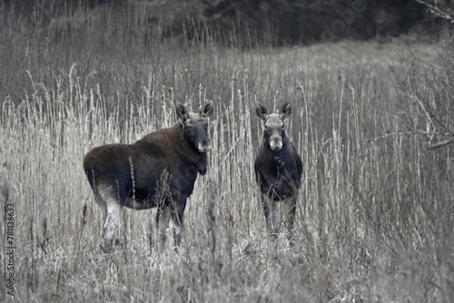A pair of moose