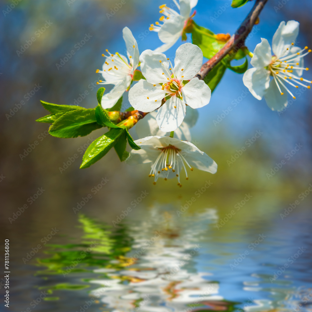 Obraz premium closeup apple tree branch in blossom reflected in a water, beautiful spring natural background