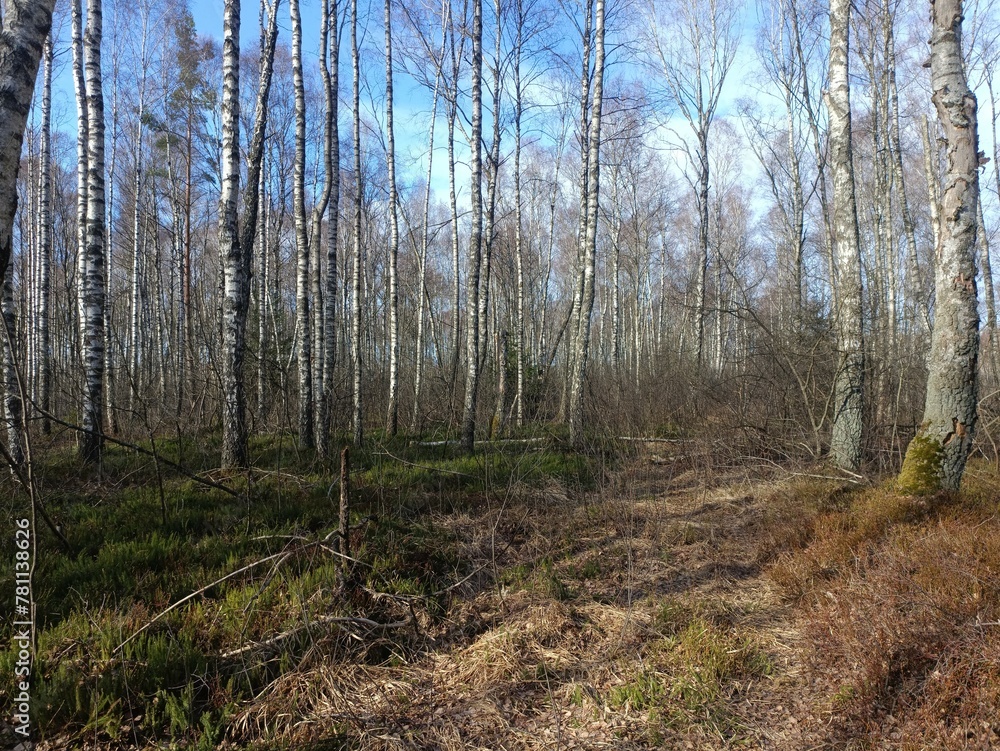 Rekyva forest during sunny early spring day. Pine and birch tree woodland. Blueberry bushes are growing in woods. Sunny day. Early spring season. Nature. Rekyvos miskas. Rekyva forest during sunny early spring day. Pine and birch tree woodland. Blueberry bushes are growing in woods. Sunny day. Early spring season. Nature. Rekyvos miskas.