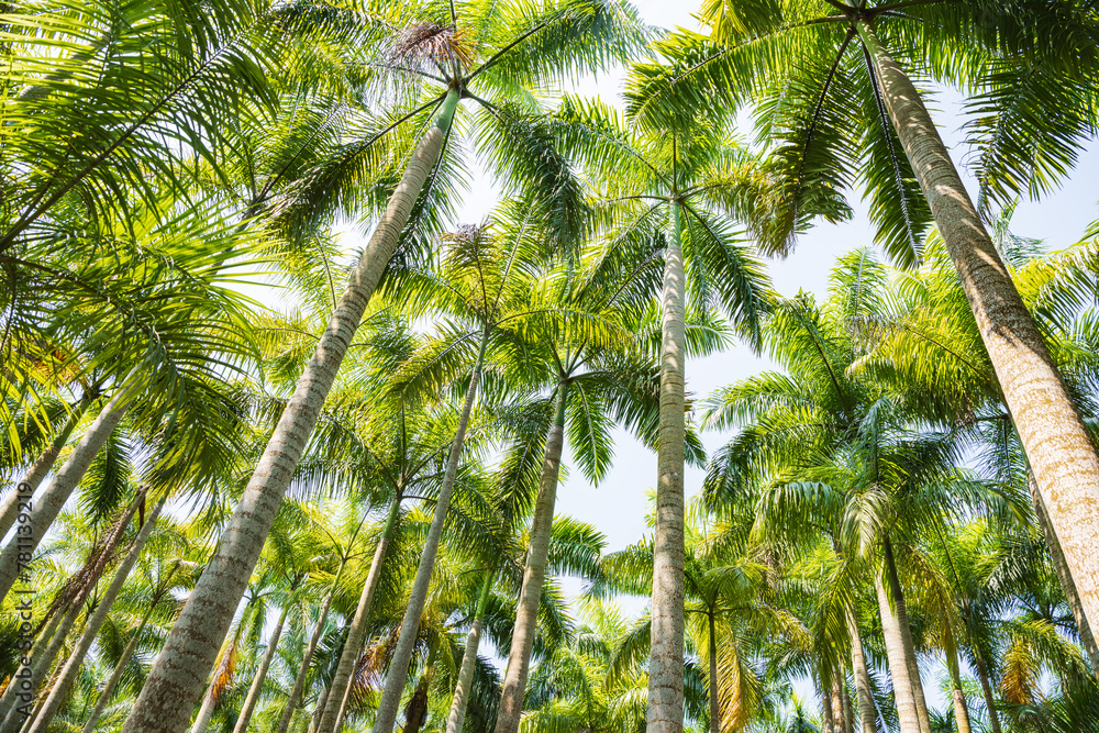 Palm tree jungle near Muse Lake in Qiongzhong, Hainan, China Palm tree jungle near Muse Lake in Qiongzhong, Hainan, China