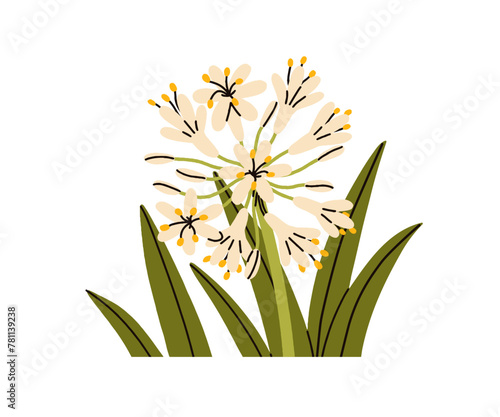 Flower bloom. Summer floral plant with leaf and buds. Delicate gentle African lily, Agapanthus orientalis. Beautiful wildflower. Botanical natural flat vector illustration isolated on white background