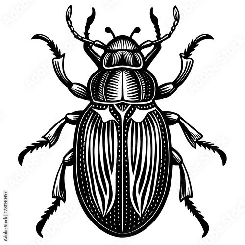 state potato beetle