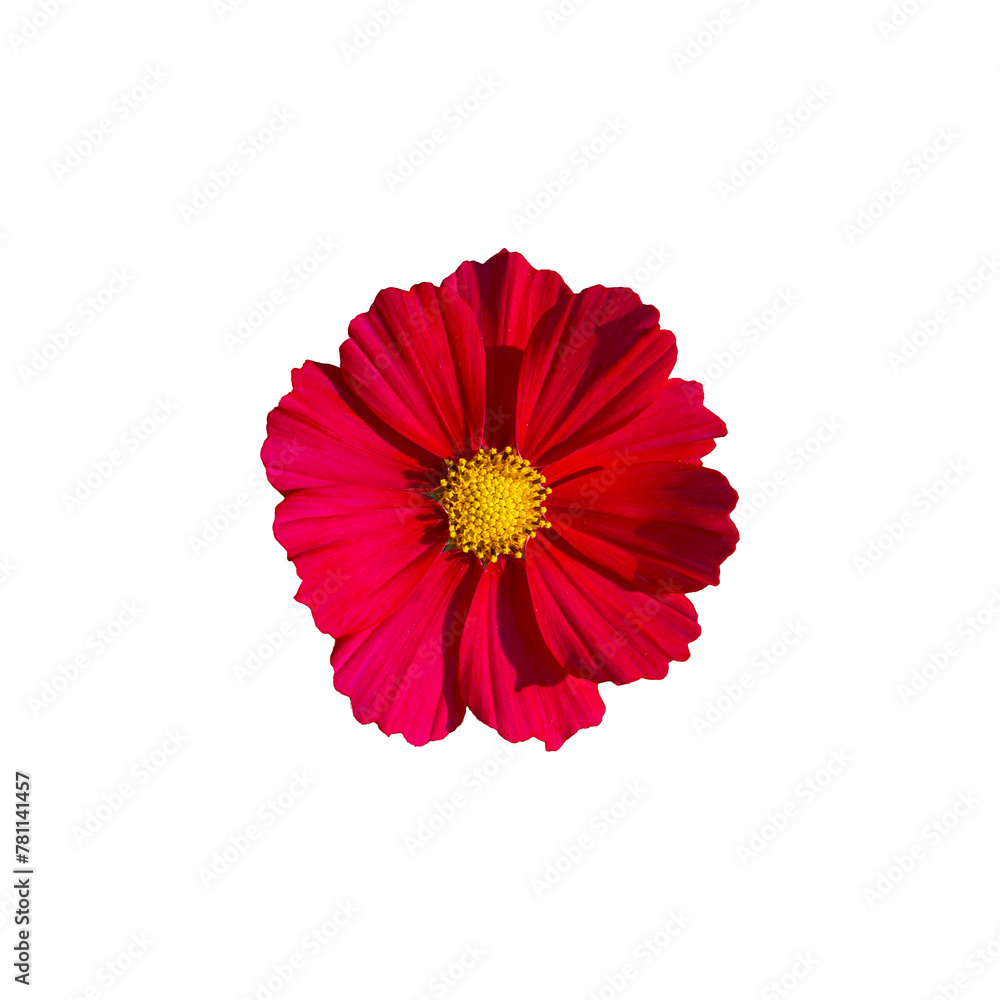 isolated top view red cosmos flower on white background. Single layer or stacked petals. The tip of the petals is serrated as a saw tooth. In the center of the flower are 5 stamens and 1 pistil.