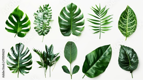 An image of tropical leaves against a white background