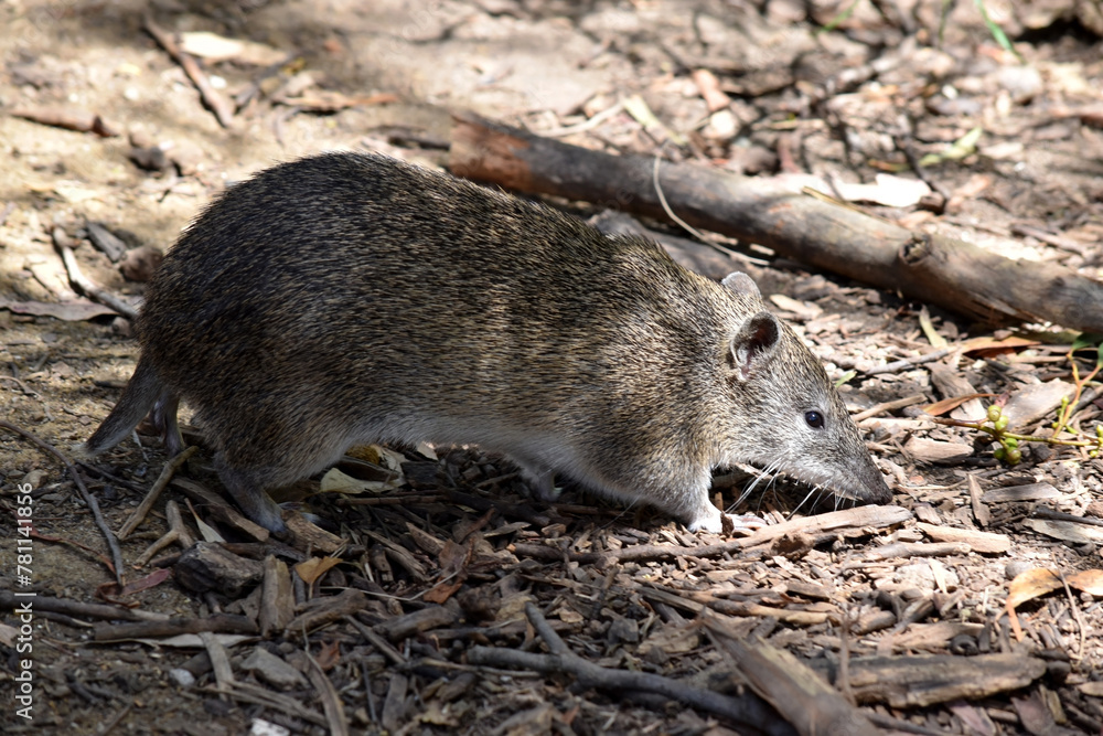 Naklejka premium the Southern brown Bandicoots are about the size of a rabbit, and have a pointy snout, humped back, thin tail and large hind feet