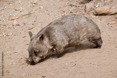 The hairy-nosed wombats have softer fur, longer and more pointed ears and a broader muzzle fringed with fine whiskers then common wombats