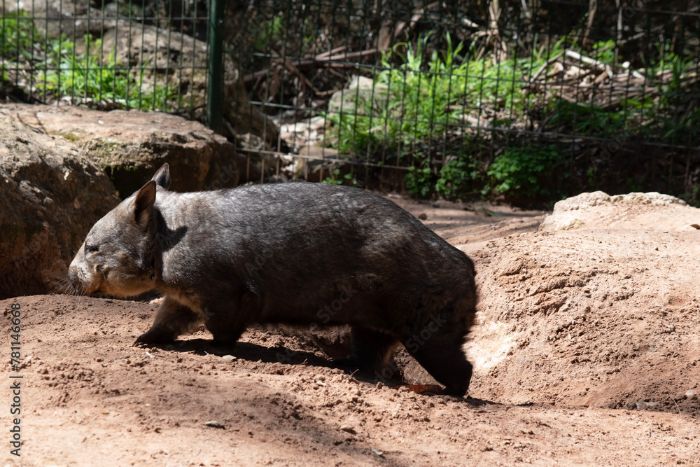 The hairy-nosed wombats have softer fur, longer and more pointed ears and a broader muzzle fringed with fine whiskers then common wombats. The hairy-nosed wombats have softer fur, longer and more pointed ears and a broader muzzle fringed with fine whiskers then common wombats.