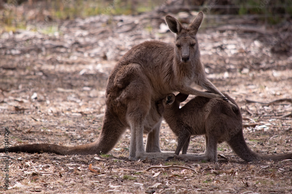 the kangaroo-Island Kangaroo has a light brown body with a white under belly. They also have black feet and paws