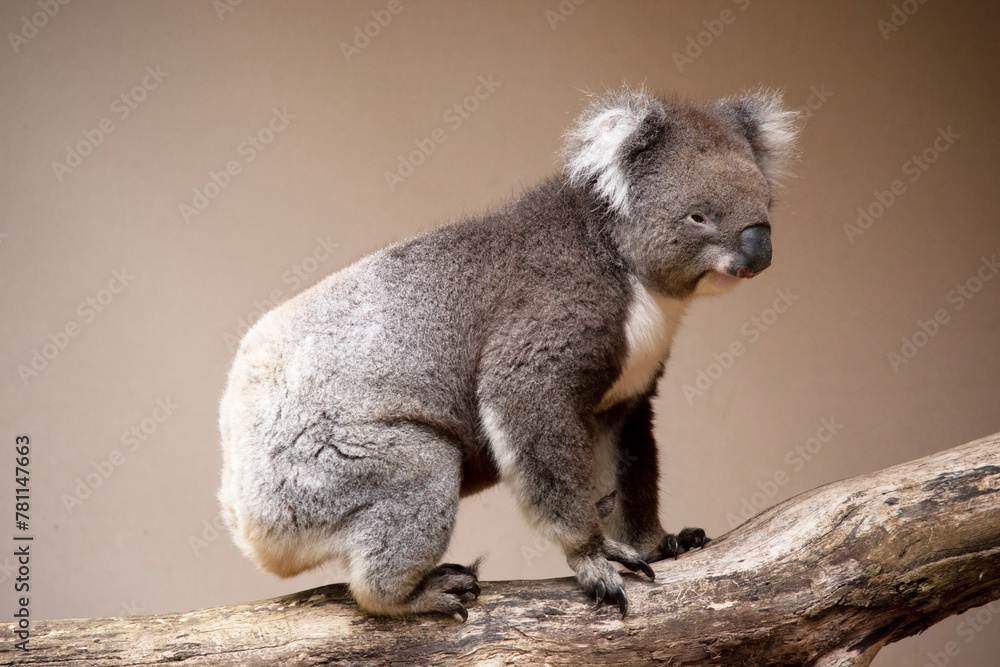 the Koala has a large round head, big furry ears and big black nose. Their fur is usually grey-brown in color with white fur on the chest, inner arms, ears and bottom. the Koala has a large round head, big furry ears and big black nose. Their fur is usually grey-brown in color with white fur on the chest, inner arms, ears and bottom.