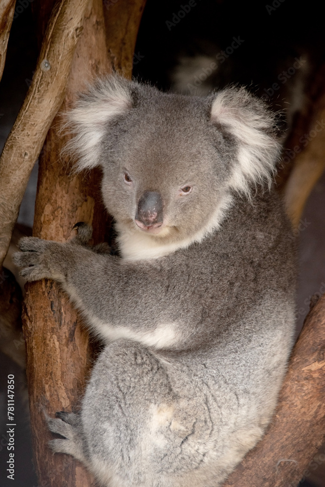 Naklejka premium the Koala has a large round head, big furry ears and big black nose. Their fur is usually grey-brown in color with white fur on the chest, inner arms, ears and bottom.