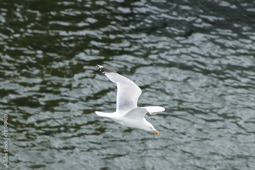 Birds and sea