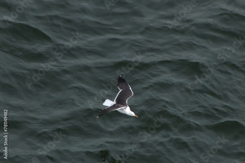 Birds and sea