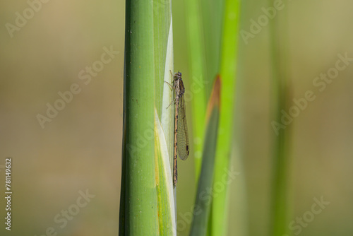 A common winter damselfly resting on a leaf