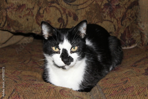 Black and white cat with unusual markings. Laying on a couch with his feet tucked under him.