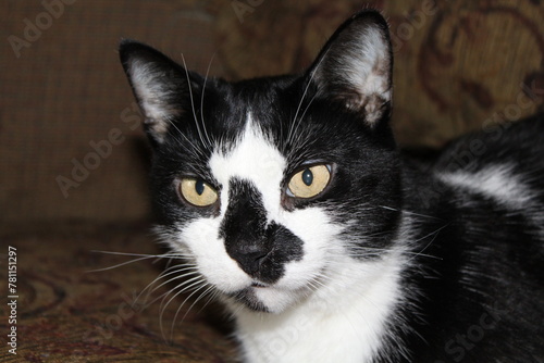 Portrait of a black and white cat with unusual markings. Tuxedo cat close up.
