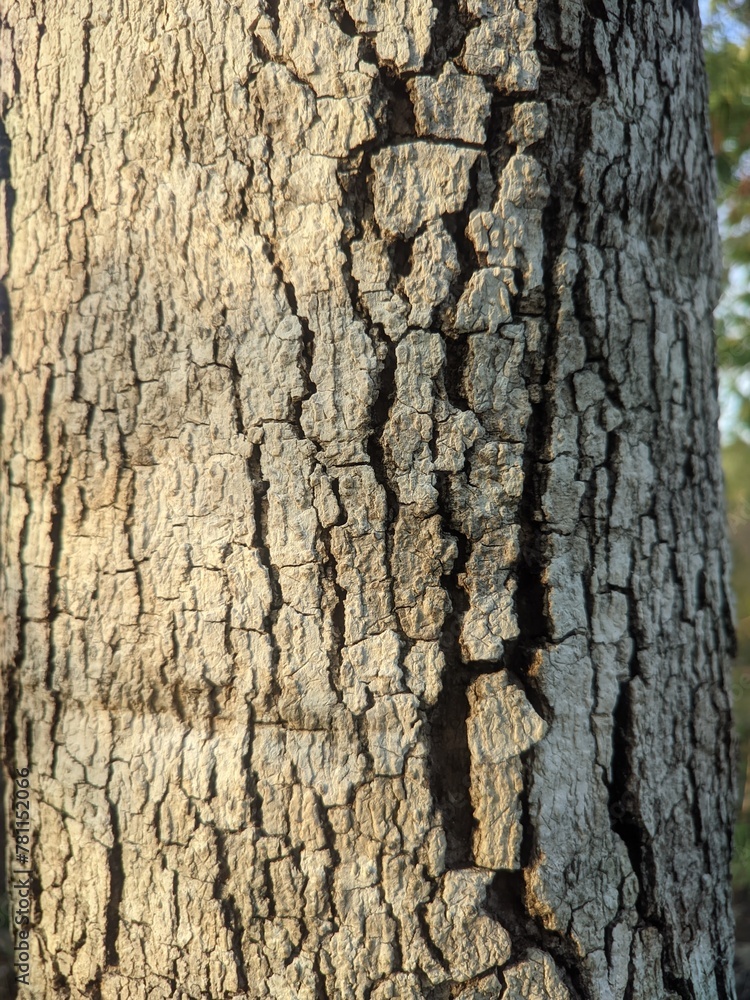 Fototapeta premium Tamarindus tree trunk