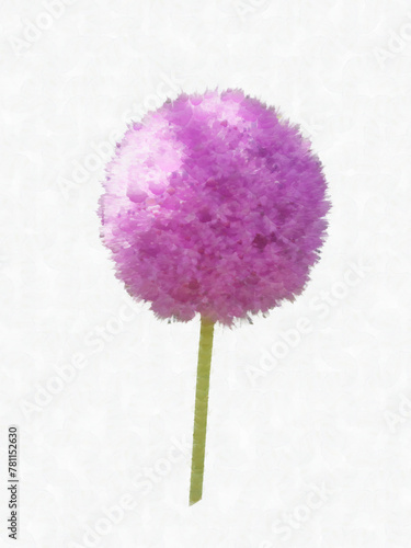 Purple meadow onion flower, brush strokes oil acrylic watercolour on white background
