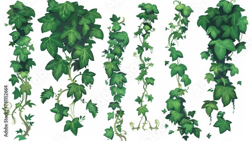 Corners of ivy, climbing vine with green leaves