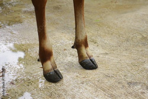 Closeup of a Pair of Clean and Healthy Cow Feet