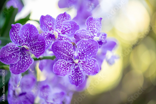Close-up purple - white orchid on green blur bacground, Vanda coerulea