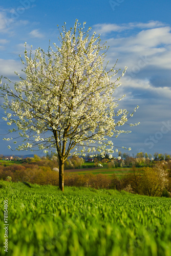 kwitnąca wiśnia © Piotr