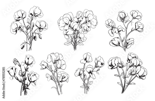 Sweet pea collection sketch hand drawn in comic style.Vector illustration Wild flowers