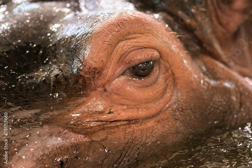 Closeup portrait of a Hippo in a zoo photo