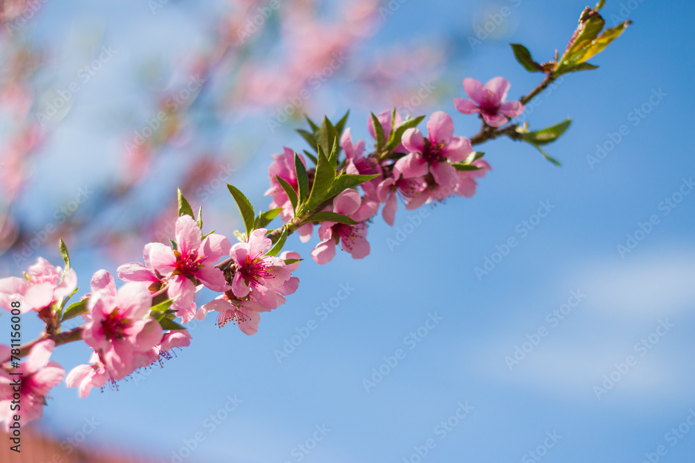 spring peach nectarine flowers on tree branch spring peach nectarine flowers on tree branch