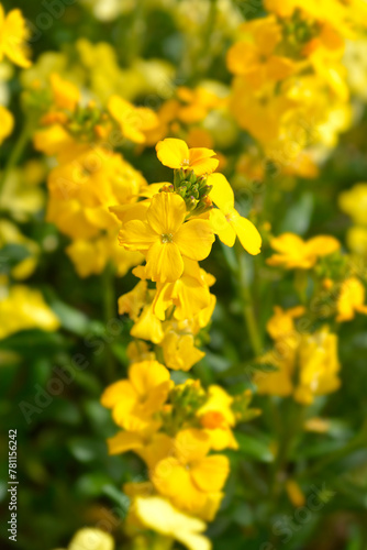 Yellow Wallflower Primerose Dame flowers